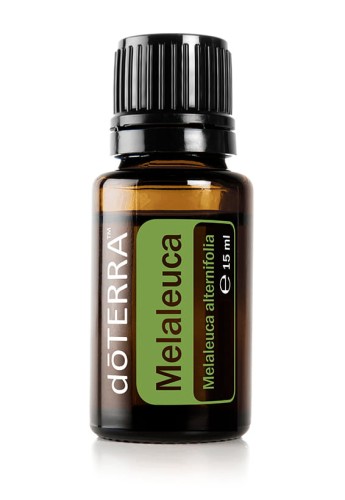 Melaleuca doterra